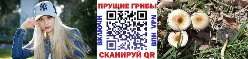 Купить закладки  Заводоуковск  Псилоцибиновые грибы Psilocybine cubensis 